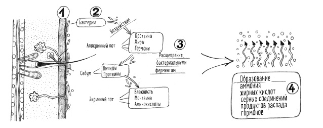 Иллюстрация к книге — Тайная жизнь домашних микробов: все о бактериях, грибках и вирусах [i_069.jpg]