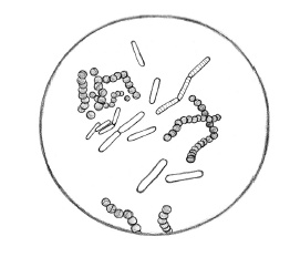 Иллюстрация к книге — Тайная жизнь домашних микробов: все о бактериях, грибках и вирусах [i_076.jpg]