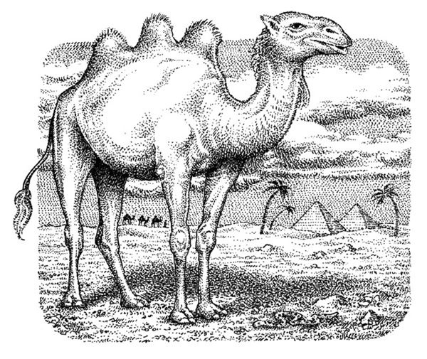 Иллюстрация к книге — Правда о Салли Джонс [i_052.jpg]