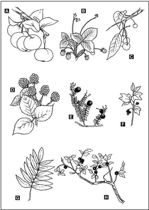Иллюстрация к книге — Выживание в экстремальных ситуациях. Опыт SAS [i_016.jpg]