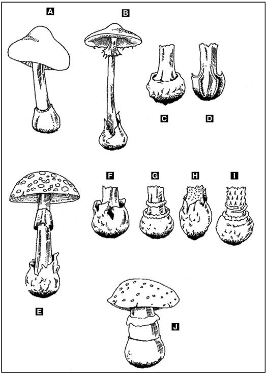 Иллюстрация к книге — Выживание в экстремальных ситуациях. Опыт SAS [i_020.jpg]