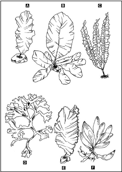 Иллюстрация к книге — Выживание в экстремальных ситуациях. Опыт SAS [i_021.jpg]