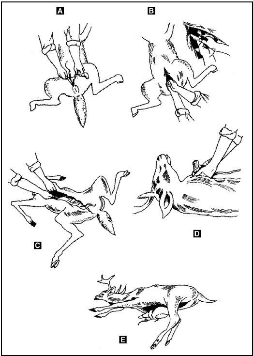 Иллюстрация к книге — Выживание в экстремальных ситуациях. Опыт SAS [i_030.jpg]
