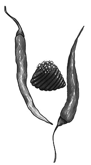 Иллюстрация к книге — Шоколадный дедушка. Тайна старого сундука [i_032.jpg]