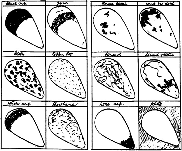 Иллюстрация к книге — Самая совершенная вещь на свете [i_001.jpg]
