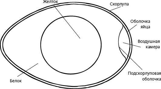 Иллюстрация к книге — Самая совершенная вещь на свете [i_005.jpg]