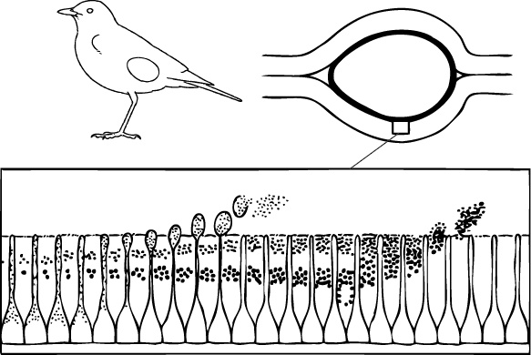 Иллюстрация к книге — Самая совершенная вещь на свете [i_009.jpg]