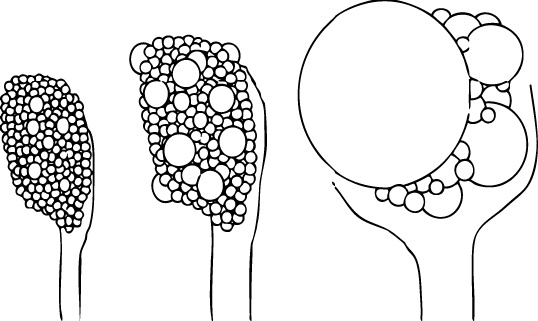 Иллюстрация к книге — Самая совершенная вещь на свете [i_011.jpg]