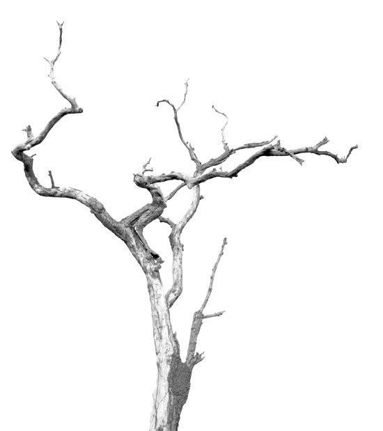 Иллюстрация к книге — Ведьмин день [i_001.jpg]