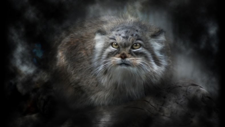 Иллюстрация к книге — Хищники [_10.jpg]