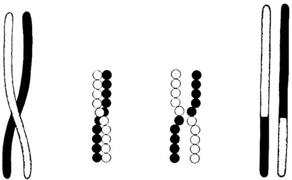 Иллюстрация к книге — Твоя жизнь до рождения: тайны эволюции человека [i_007.jpg]