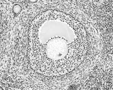 Иллюстрация к книге — Твоя жизнь до рождения: тайны эволюции человека [i_009.jpg]