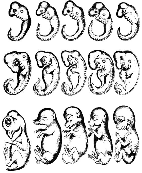 Иллюстрация к книге — Твоя жизнь до рождения: тайны эволюции человека [i_015.jpg]