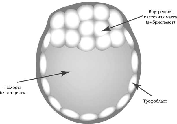 Иллюстрация к книге — Твоя жизнь до рождения: тайны эволюции человека [i_016.jpg]