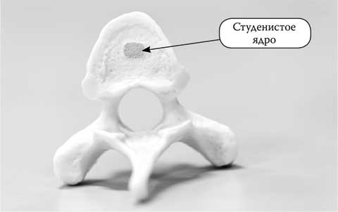 Иллюстрация к книге — Твоя жизнь до рождения: тайны эволюции человека [i_027.jpg]