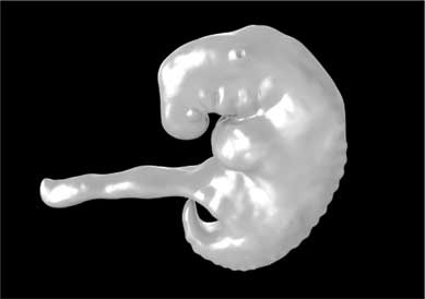 Иллюстрация к книге — Твоя жизнь до рождения: тайны эволюции человека [i_028.jpg]