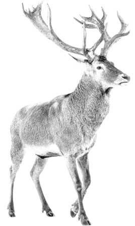 Иллюстрация к книге — Твоя жизнь до рождения: тайны эволюции человека [i_030.jpg]