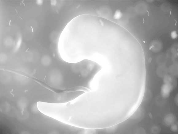 Иллюстрация к книге — Твоя жизнь до рождения: тайны эволюции человека [i_031.jpg]