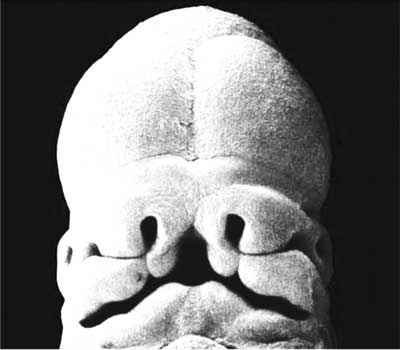 Иллюстрация к книге — Твоя жизнь до рождения: тайны эволюции человека [i_032.jpg]