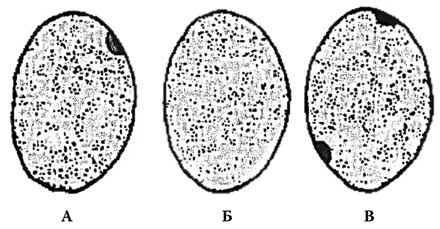 Иллюстрация к книге — Твоя жизнь до рождения: тайны эволюции человека [i_033.jpg]