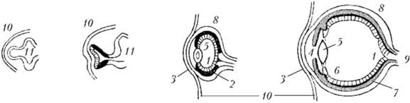 Иллюстрация к книге — Твоя жизнь до рождения: тайны эволюции человека [i_036.jpg]