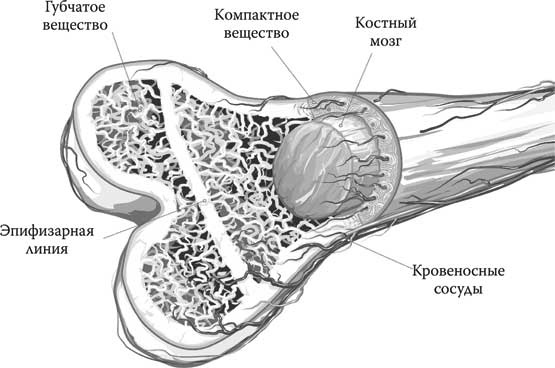 Иллюстрация к книге — Твоя жизнь до рождения: тайны эволюции человека [i_039.jpg]
