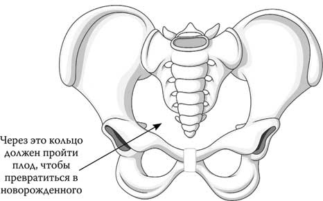 Иллюстрация к книге — Твоя жизнь до рождения: тайны эволюции человека [i_040.jpg]