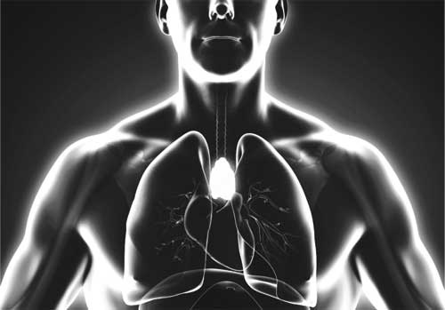 Иллюстрация к книге — Твоя жизнь до рождения: тайны эволюции человека [i_046.jpg]