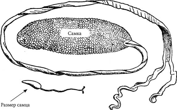 Иллюстрация к книге — Твоя жизнь до рождения: тайны эволюции человека [i_047.jpg]