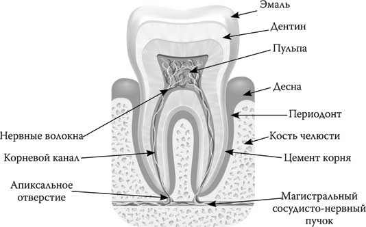 Иллюстрация к книге — Твоя жизнь до рождения: тайны эволюции человека [i_048.jpg]