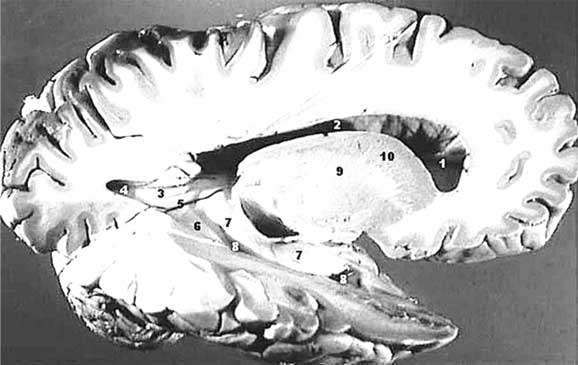 Иллюстрация к книге — Твоя жизнь до рождения: тайны эволюции человека [i_049.jpg]