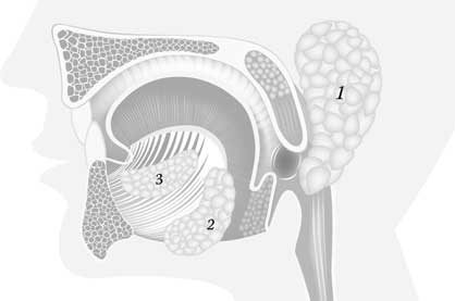 Иллюстрация к книге — Твоя жизнь до рождения: тайны эволюции человека [i_050.jpg]