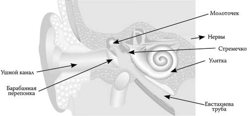 Иллюстрация к книге — Твоя жизнь до рождения: тайны эволюции человека [i_052.jpg]