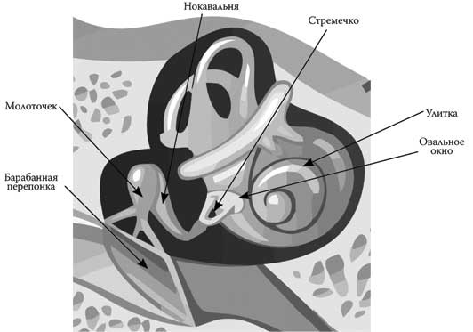 Иллюстрация к книге — Твоя жизнь до рождения: тайны эволюции человека [i_053.jpg]