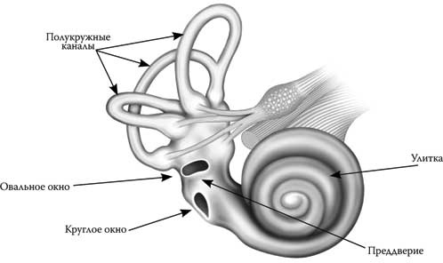 Иллюстрация к книге — Твоя жизнь до рождения: тайны эволюции человека [i_055.jpg]