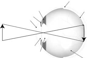 Иллюстрация к книге — Твоя жизнь до рождения: тайны эволюции человека [i_056.jpg]