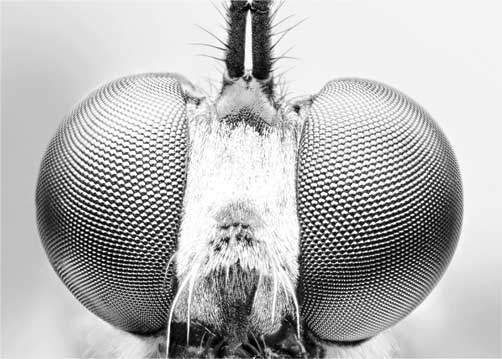 Иллюстрация к книге — Твоя жизнь до рождения: тайны эволюции человека [i_058.jpg]