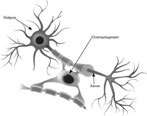 Иллюстрация к книге — Твоя жизнь до рождения: тайны эволюции человека [i_059.jpg]