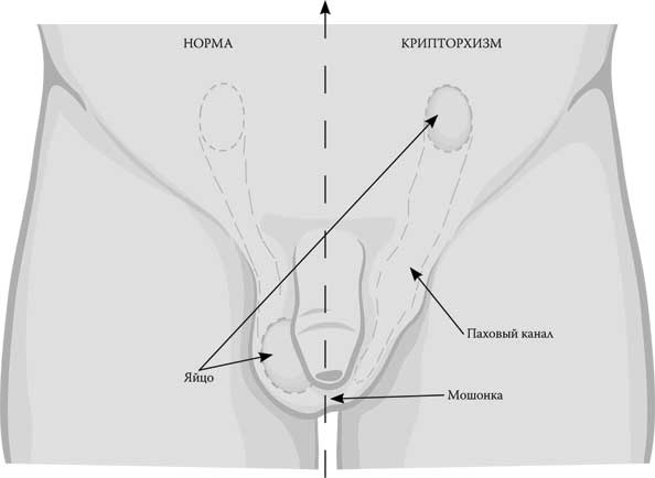 Иллюстрация к книге — Твоя жизнь до рождения: тайны эволюции человека [i_060.jpg]