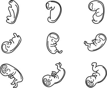 Иллюстрация к книге — Твоя жизнь до рождения: тайны эволюции человека [i_065.jpg]