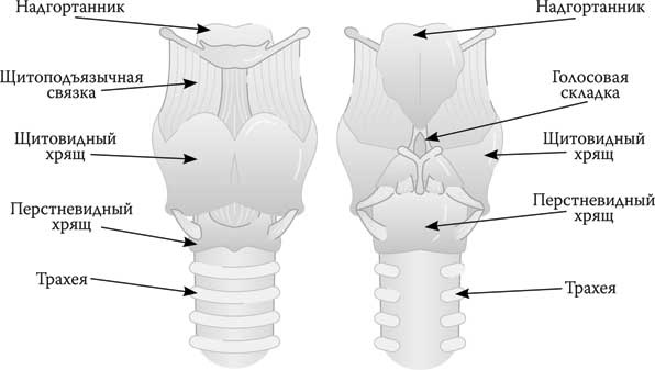 Иллюстрация к книге — Твоя жизнь до рождения: тайны эволюции человека [i_069.jpg]
