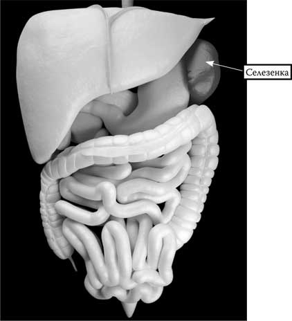 Иллюстрация к книге — Твоя жизнь до рождения: тайны эволюции человека [i_070.jpg]