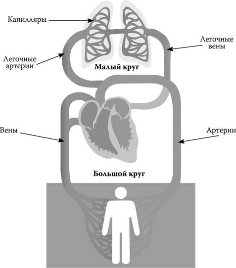 Иллюстрация к книге — Твоя жизнь до рождения: тайны эволюции человека [i_071.jpg]