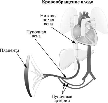 Иллюстрация к книге — Твоя жизнь до рождения: тайны эволюции человека [i_072.jpg]