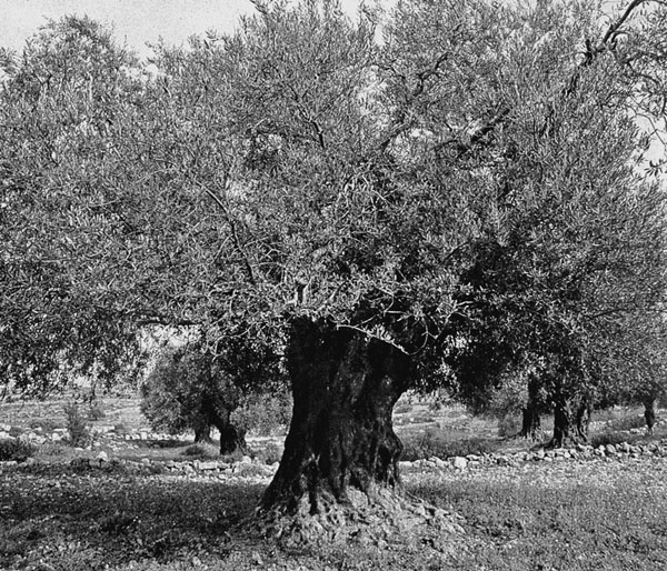 Иллюстрация к книге — Израиль. Путешествие за впечатлением и здоровьем [i_022.jpg]