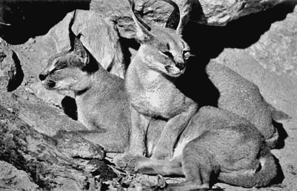 Иллюстрация к книге — Израиль. Путешествие за впечатлением и здоровьем [i_023.jpg]