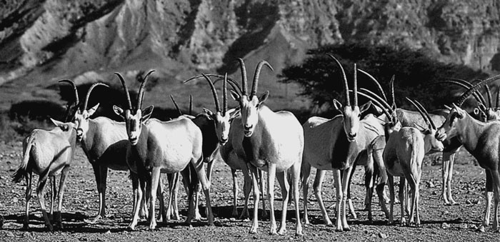 Иллюстрация к книге — Израиль. Путешествие за впечатлением и здоровьем [i_026.jpg]