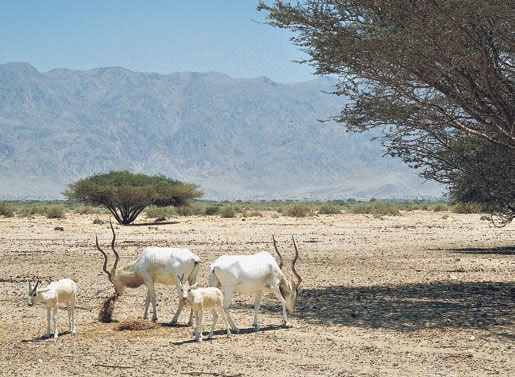 Иллюстрация к книге — Израиль. Путешествие за впечатлением и здоровьем [i_097.jpg]