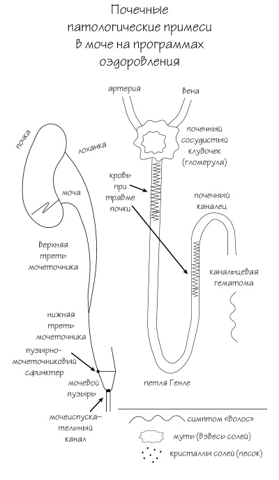 Иллюстрация к книге — Разумный биохакинг Homo Sapiens: физическое тело и его законы [i_006.jpg]