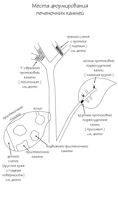Иллюстрация к книге — Разумный биохакинг Homo Sapiens: физическое тело и его законы [i_008.jpg]